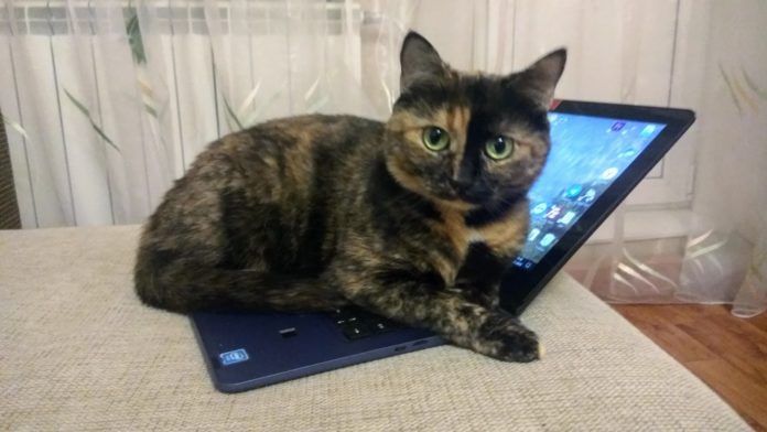 Кошка и лэптоп