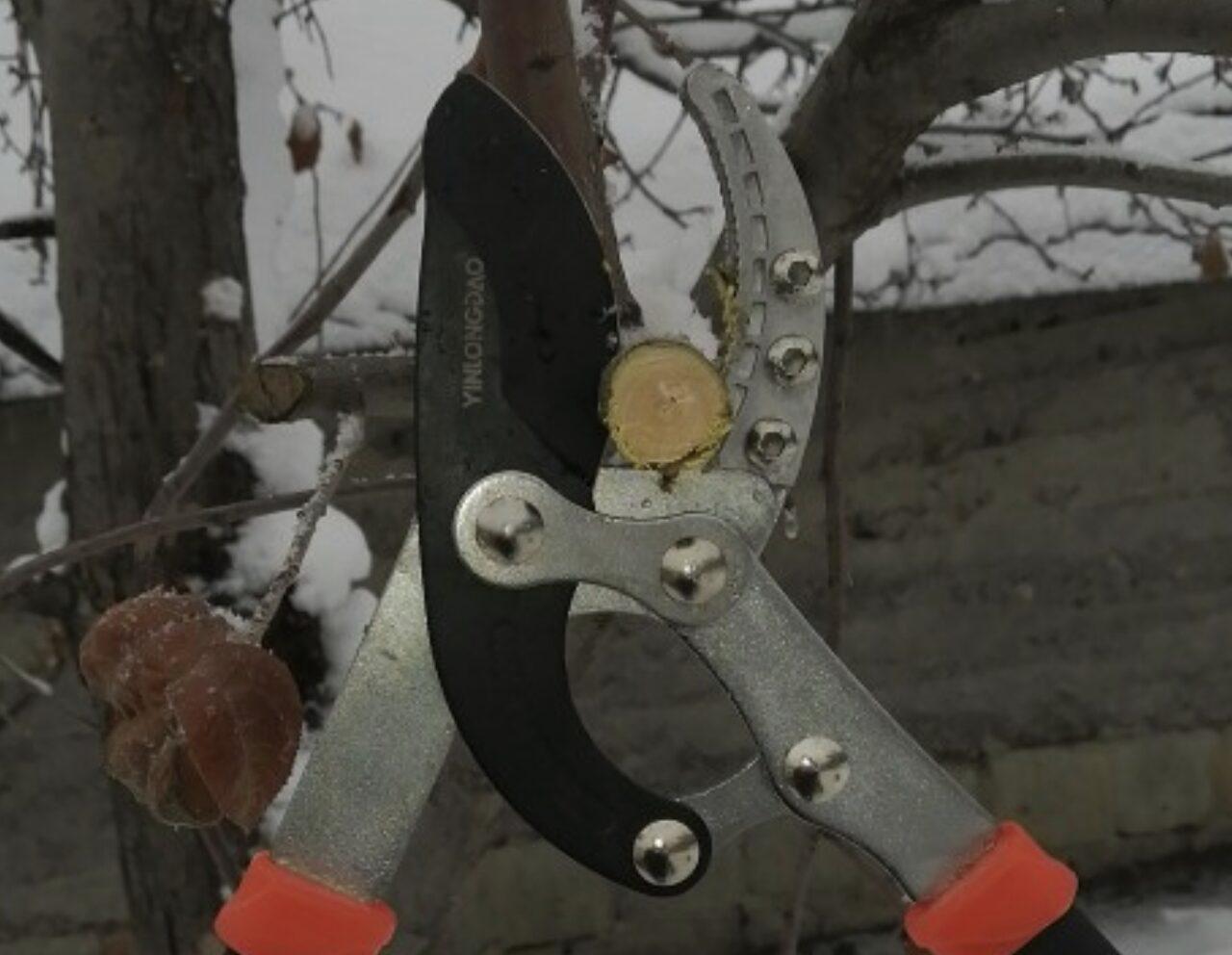ножницы для обрезки деревьев